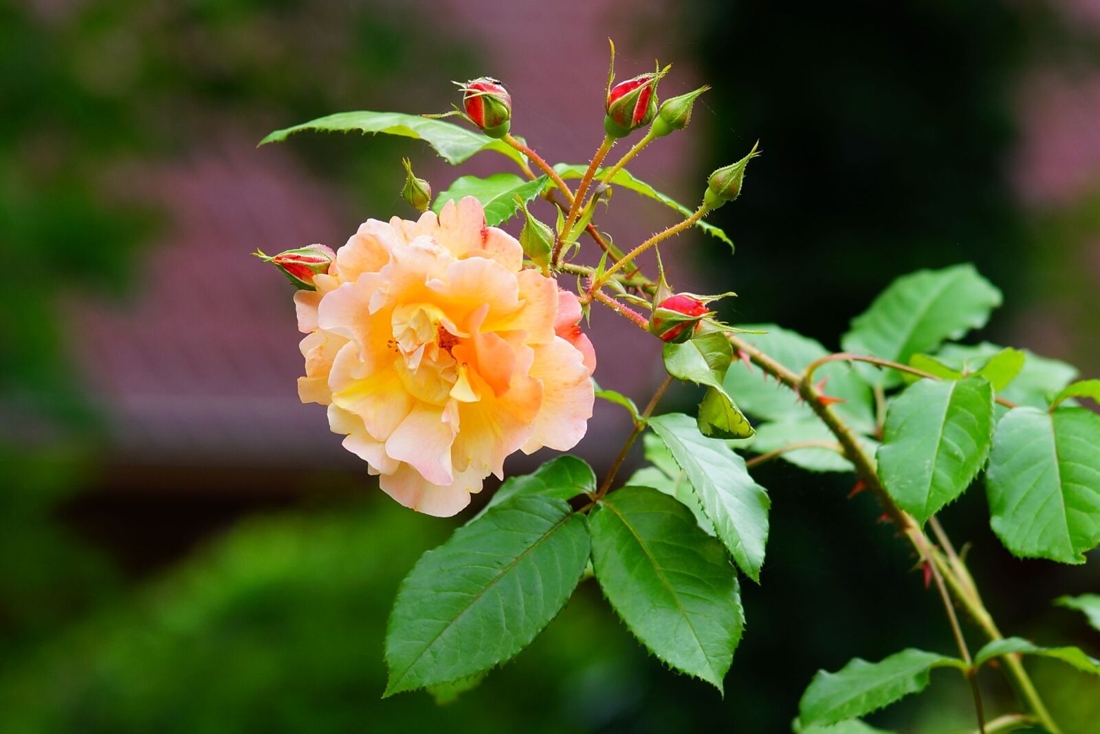 Sony a99 II sample photo. Flower, blossom, bloom photography