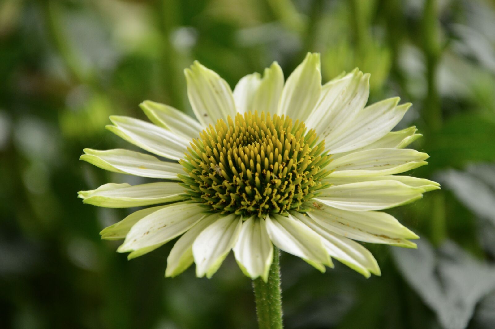 Nikon D5200 sample photo. Flower, plant, petals photography