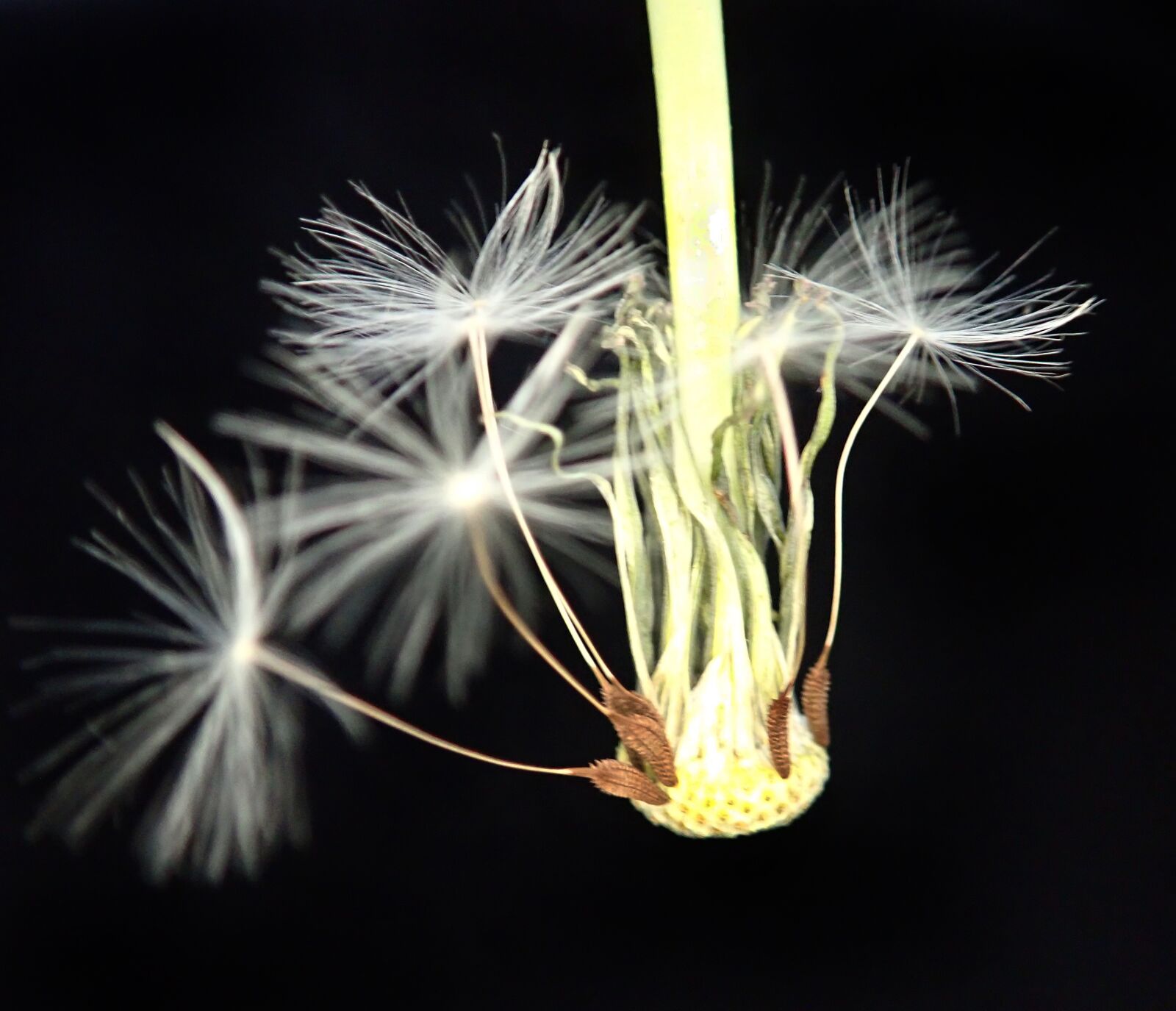 Olympus TG-5 sample photo. Dandelion, flower, seed photography