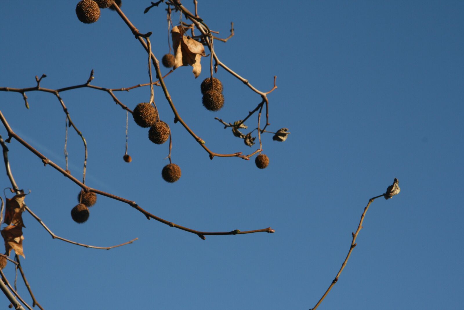 Canon EOS 400D (EOS Digital Rebel XTi / EOS Kiss Digital X) sample photo. Branch, ball, tree photography
