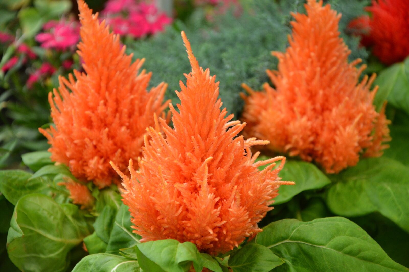 Nikon D5200 sample photo. Plant c losia, flower photography