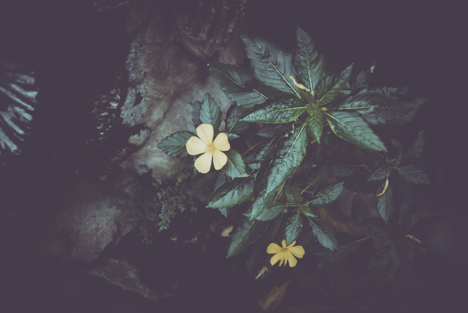 Nikon D60 sample photo. Flower, leaves, tree photography