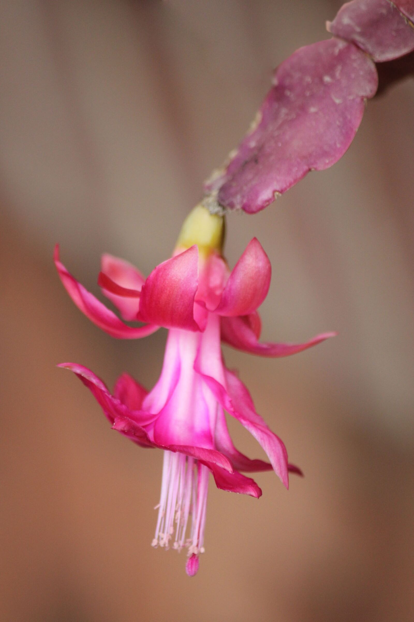 Canon EOS 550D (EOS Rebel T2i / EOS Kiss X4) sample photo. Cactus, flowers, bloom photography