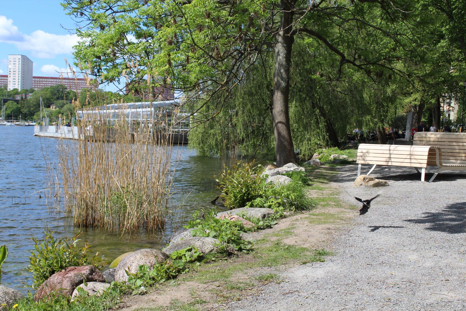 Canon EOS 1300D (EOS Rebel T6 / EOS Kiss X80) sample photo. Lake, reed, park photography