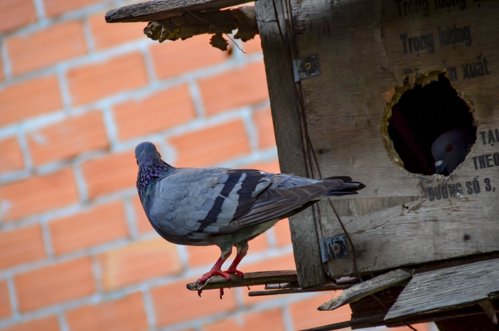 Tamron AF 18-200mm F3.5-6.3 XR Di II LD Aspherical (IF) Macro sample photo. Dove, animal, love photography