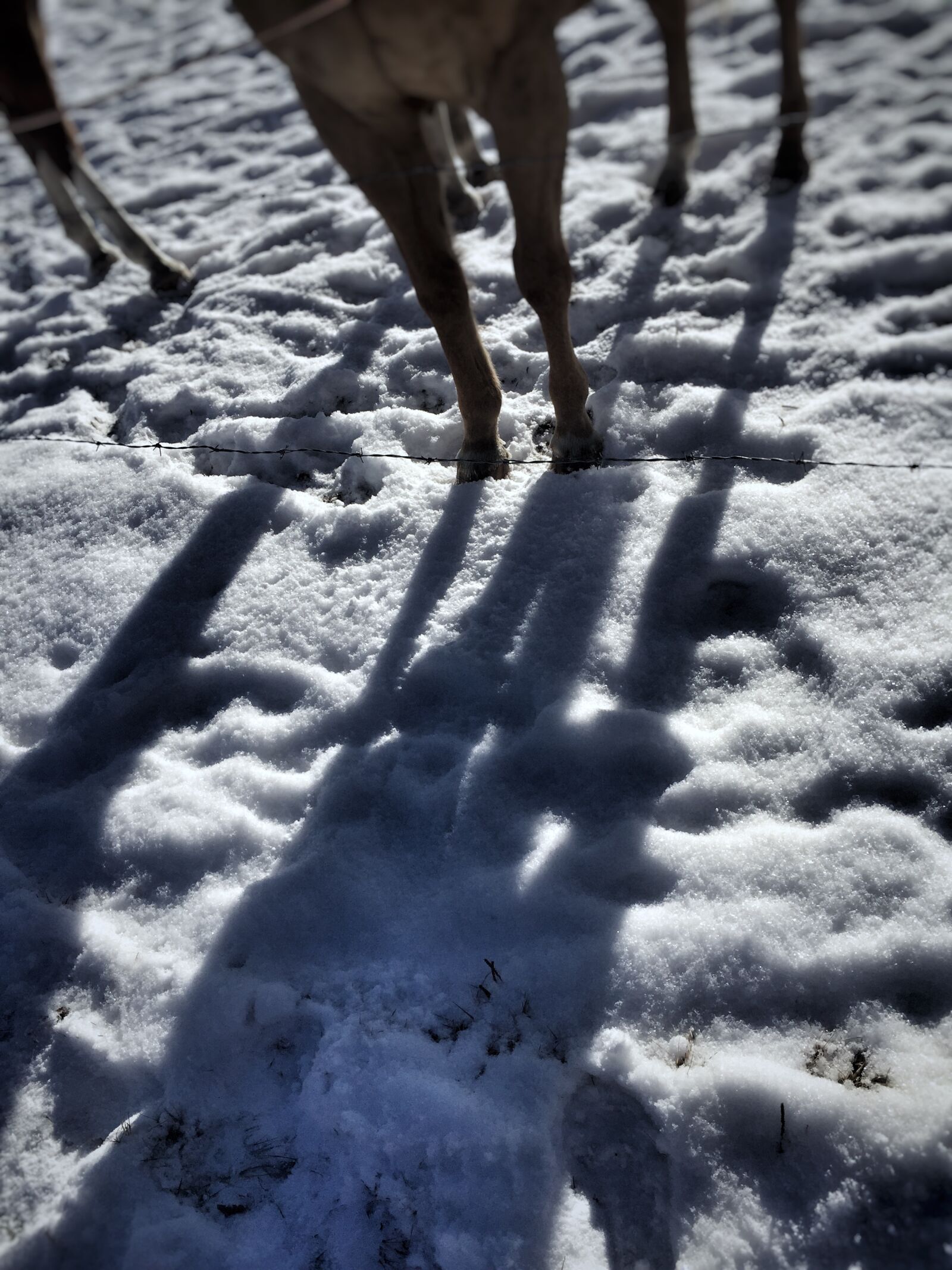 iPhone 6 back camera 4.15mm f/2.2 sample photo. Animal, photography, canada, creative photography