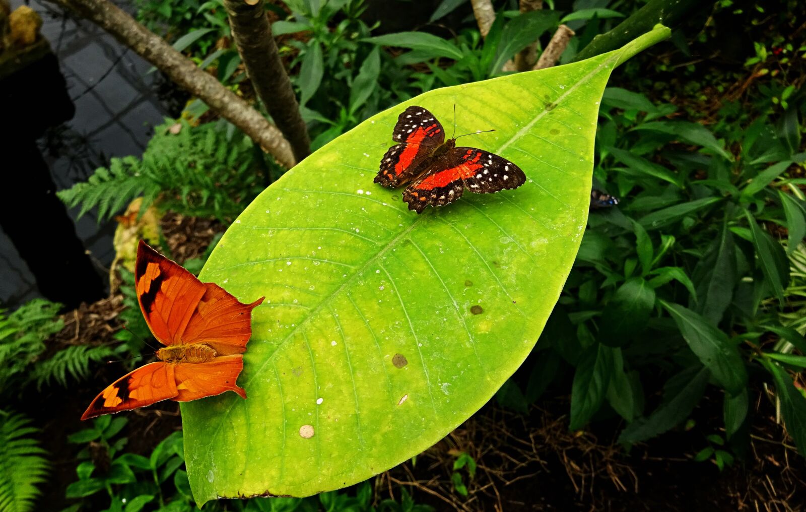 Sony Cyber-shot DSC-WX350 sample photo. Butterfly, butterflies, leaf photography