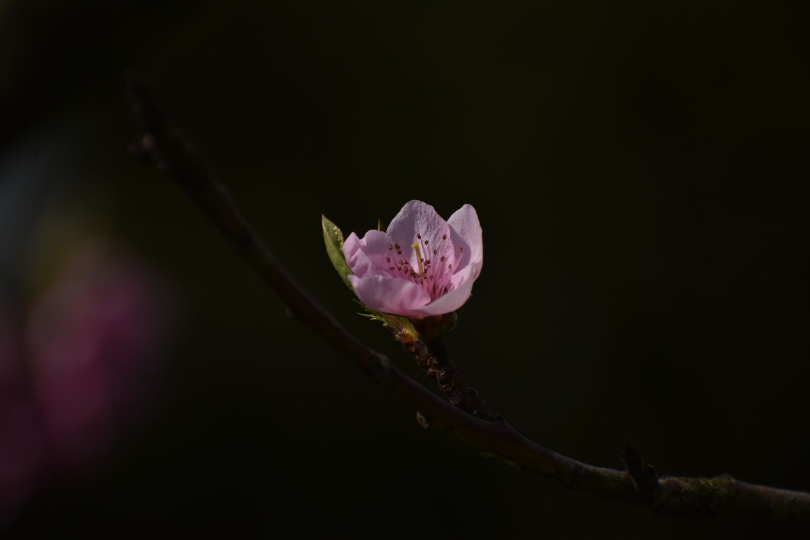 Nikon D3500 sample photo. Nature, branch, flower photography
