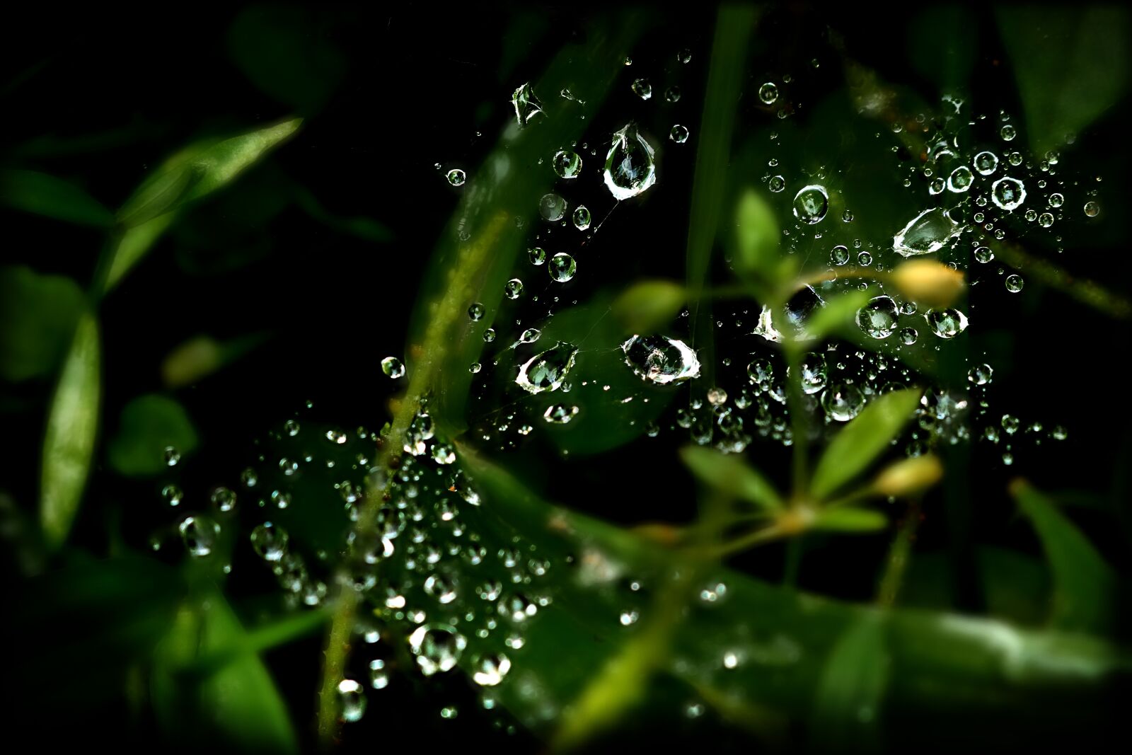 Canon EOS 750D (EOS Rebel T6i / EOS Kiss X8i) sample photo. Drops of water, water photography
