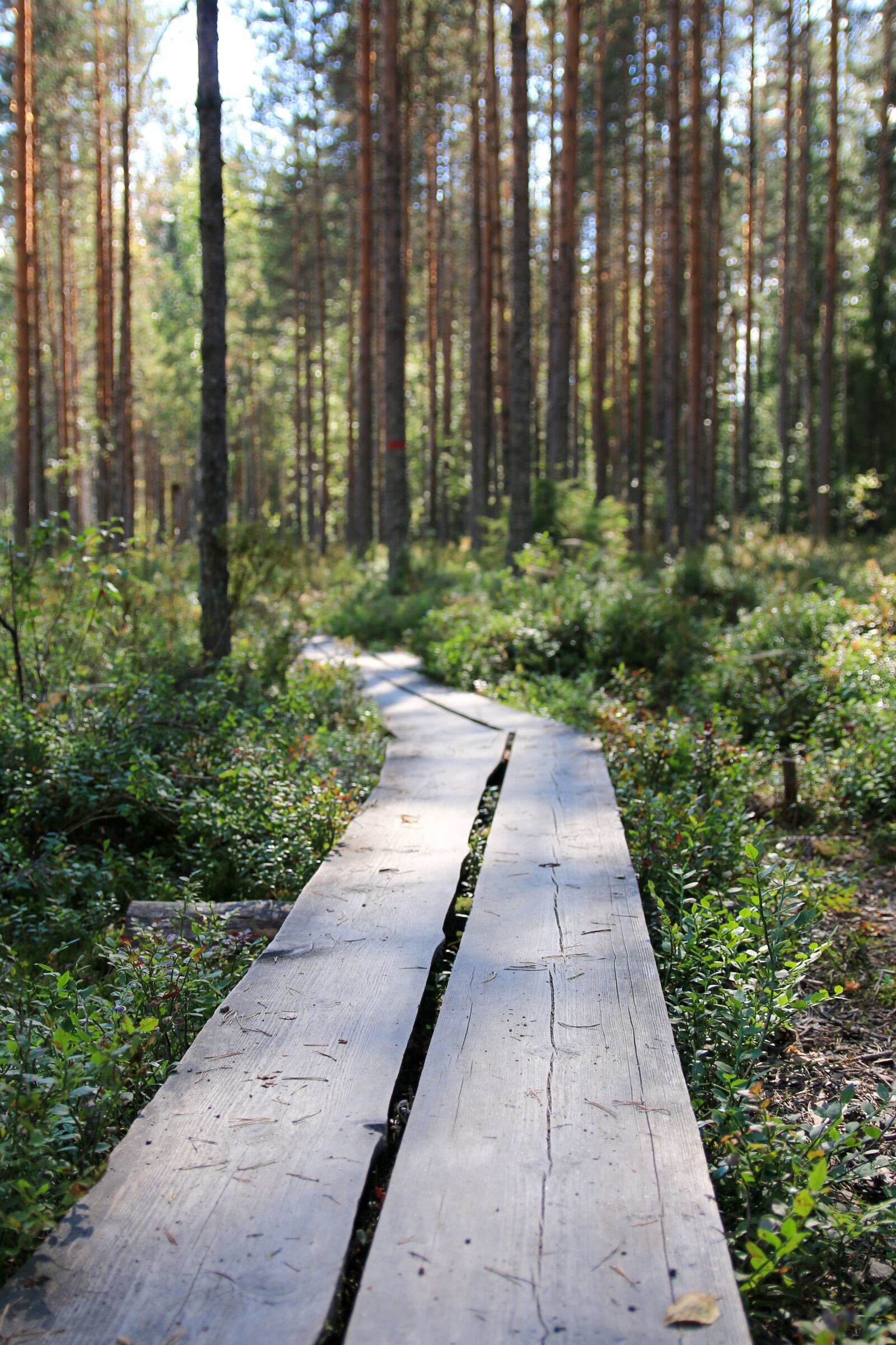 Canon EOS 70D sample photo. Duckboard, summer, hiking photography