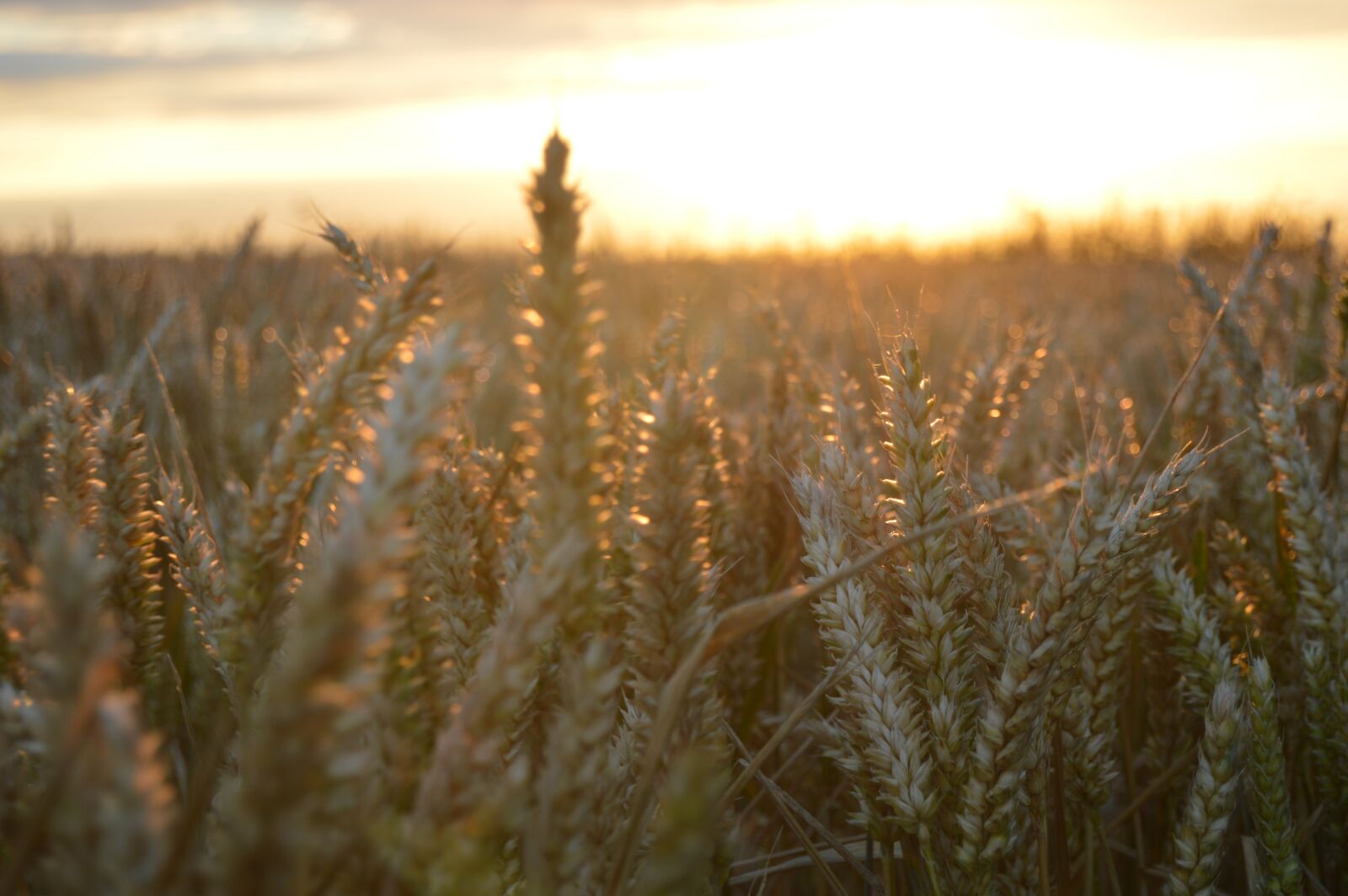 Nikon D3200 sample photo. Landscape, field, sky photography