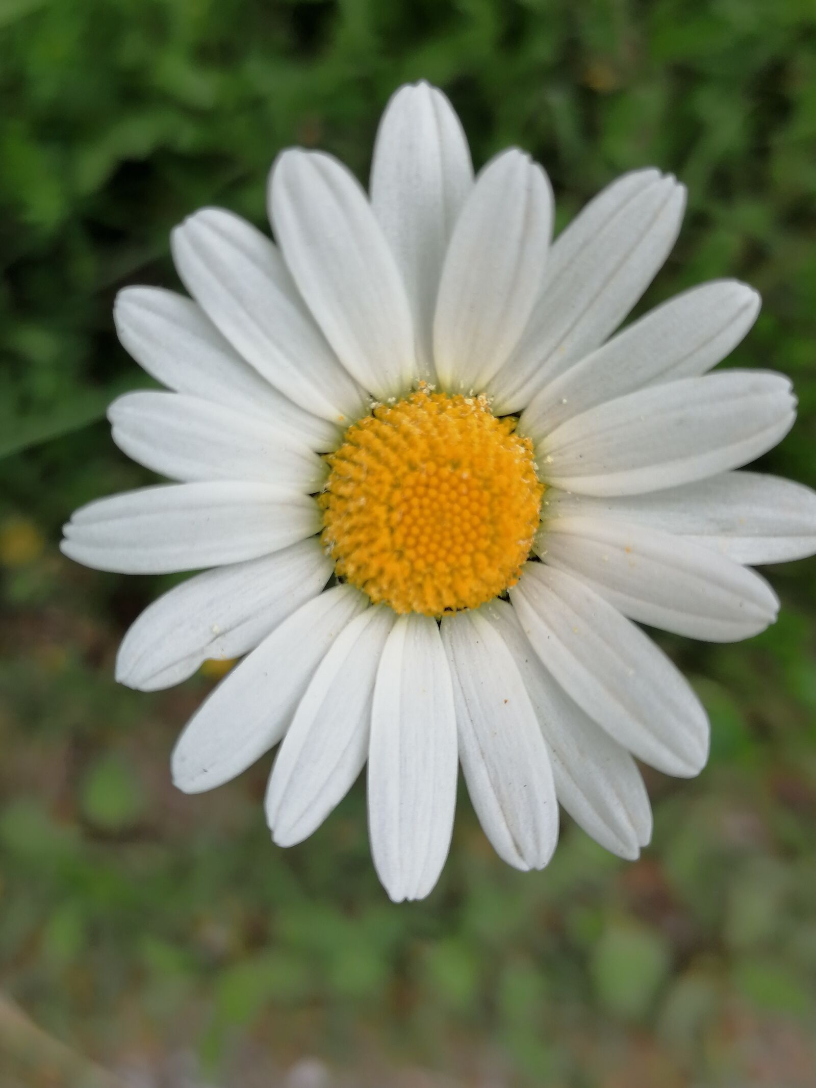 HUAWEI P30 LITE sample photo. Marguerite, flower, blossom photography