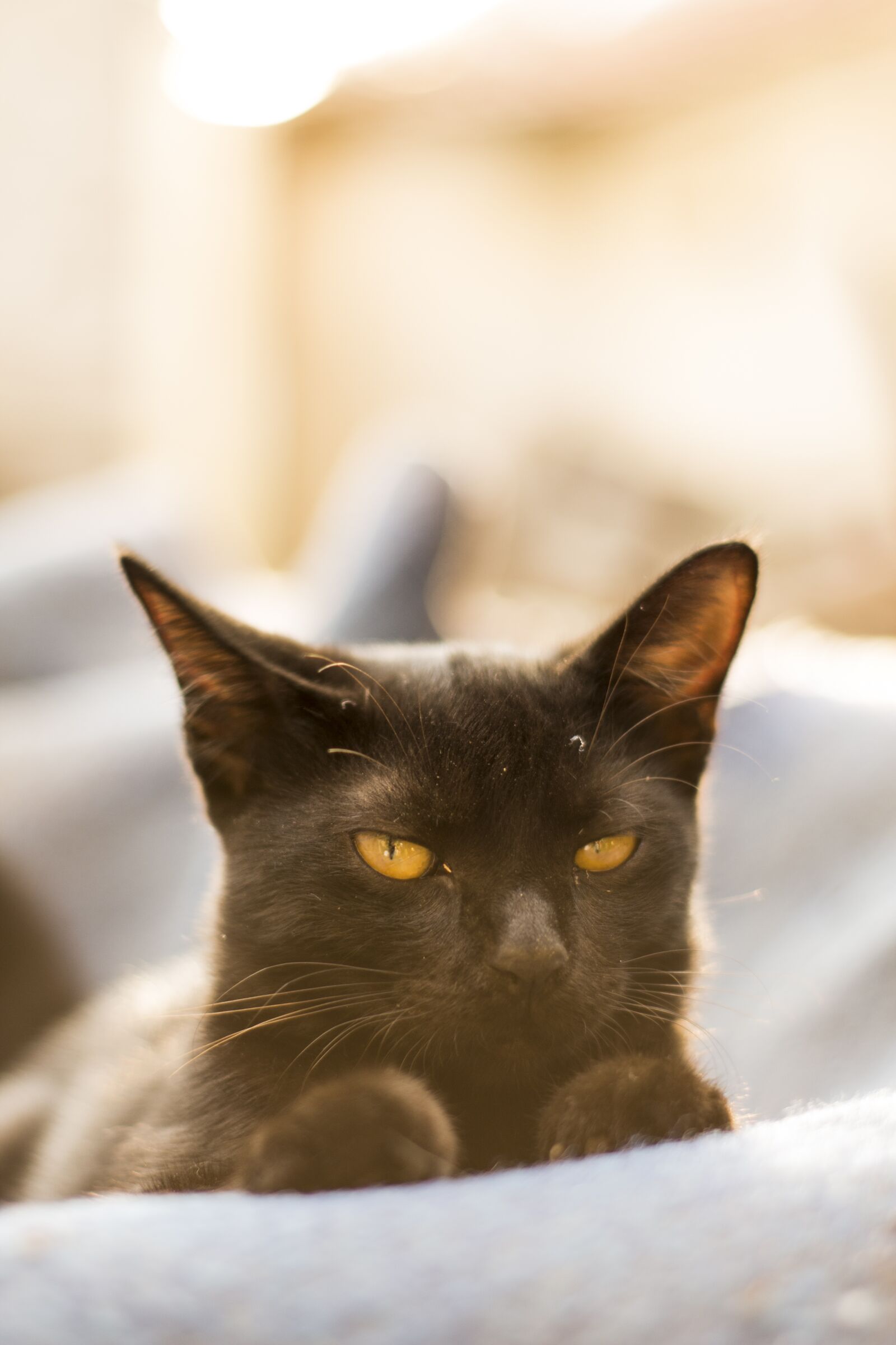 YN50mm f/1.8 II sample photo. Cat, black, dome photography