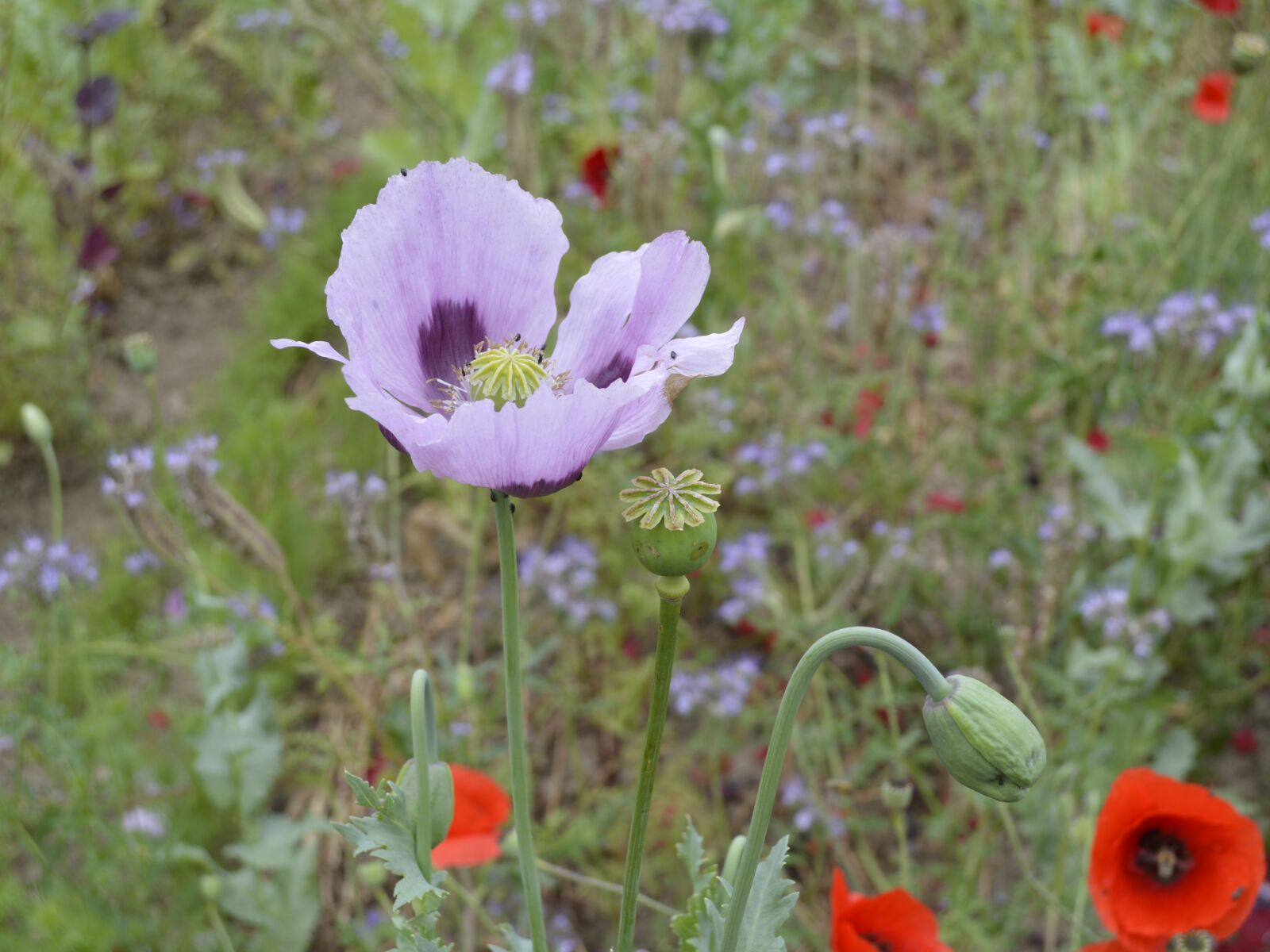 Nikon D3200 sample photo. Poppy, purple, flower photography