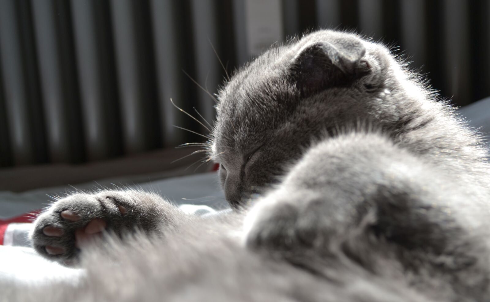 Nikon D3100 sample photo. Cat, kitten, pet photography