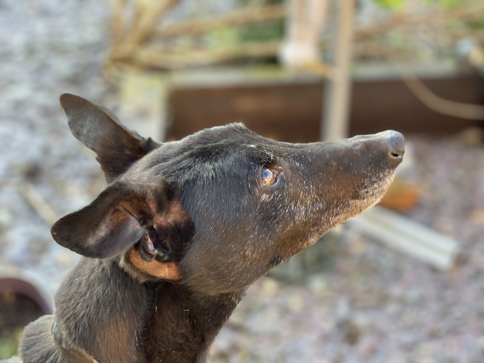 Apple iPhone 11 Pro sample photo. Greyhound, dog, pet photography