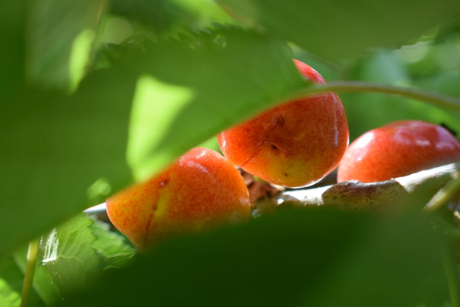 Nikon D5300 sample photo. Cherry, red, fruit photography