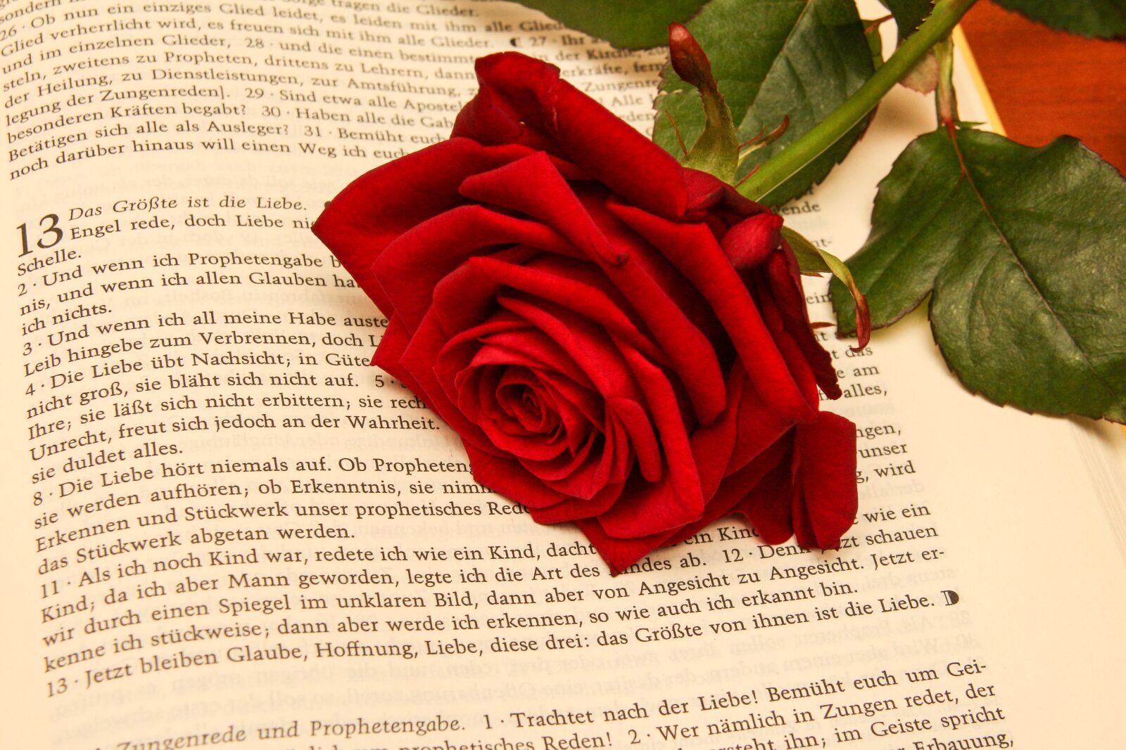 Canon EOS 650D (EOS Rebel T4i / EOS Kiss X6i) sample photo. Rose, bible, wedding photography