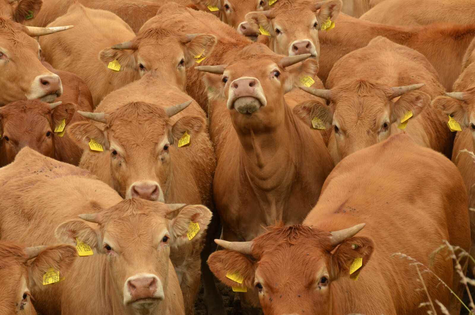 Nikon D7000 sample photo. Cow, cattle, animal husbandry photography