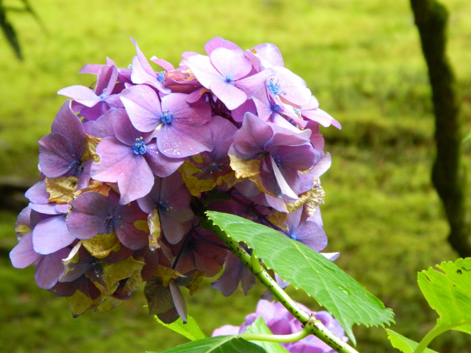 Nikon COOLPIX L310 sample photo. Purple, flower, beautiful photography