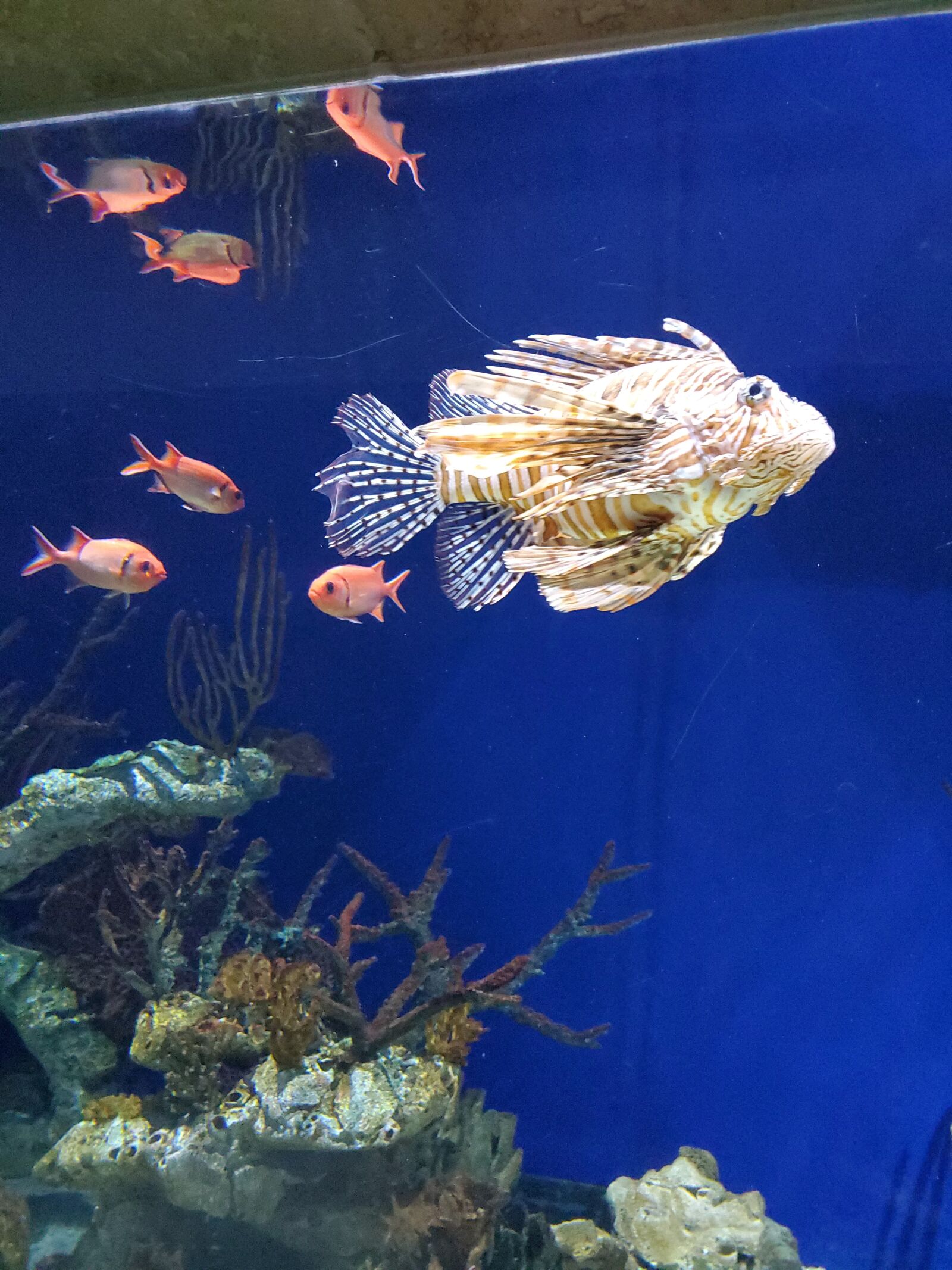 Samsung Galaxy S10e sample photo. Underwater, fish, aquarium photography