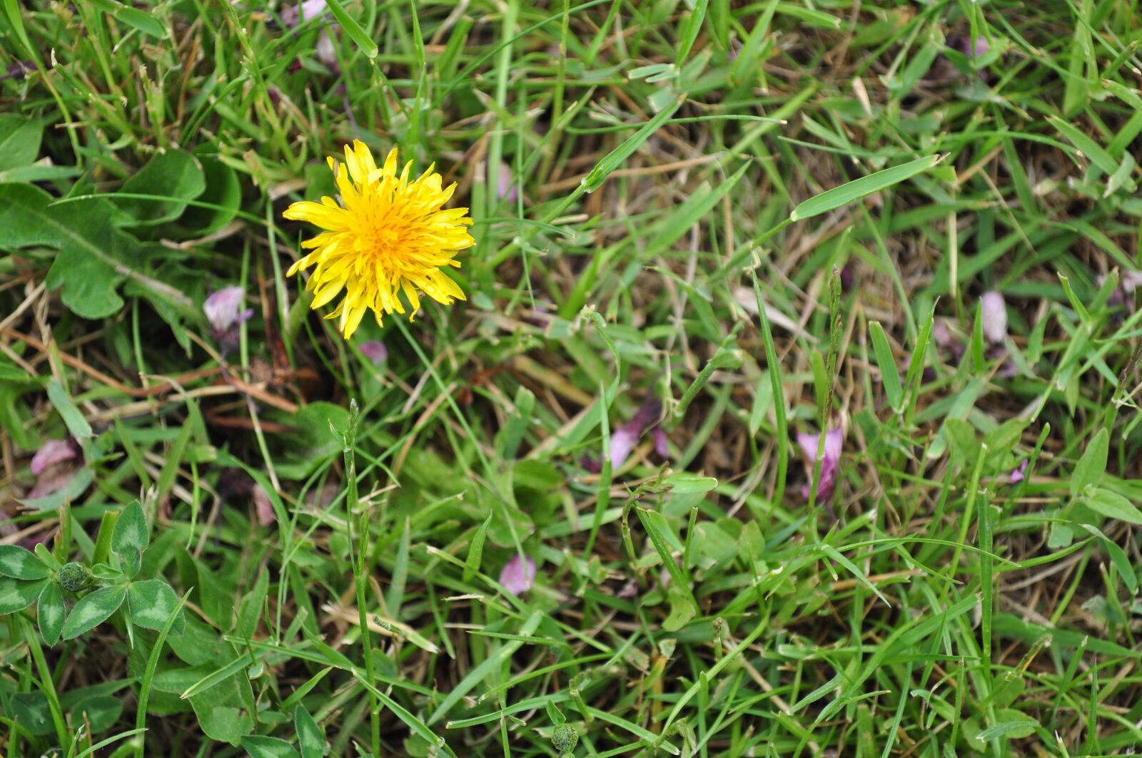 Nikon D5000 sample photo. Flower, nature, green photography