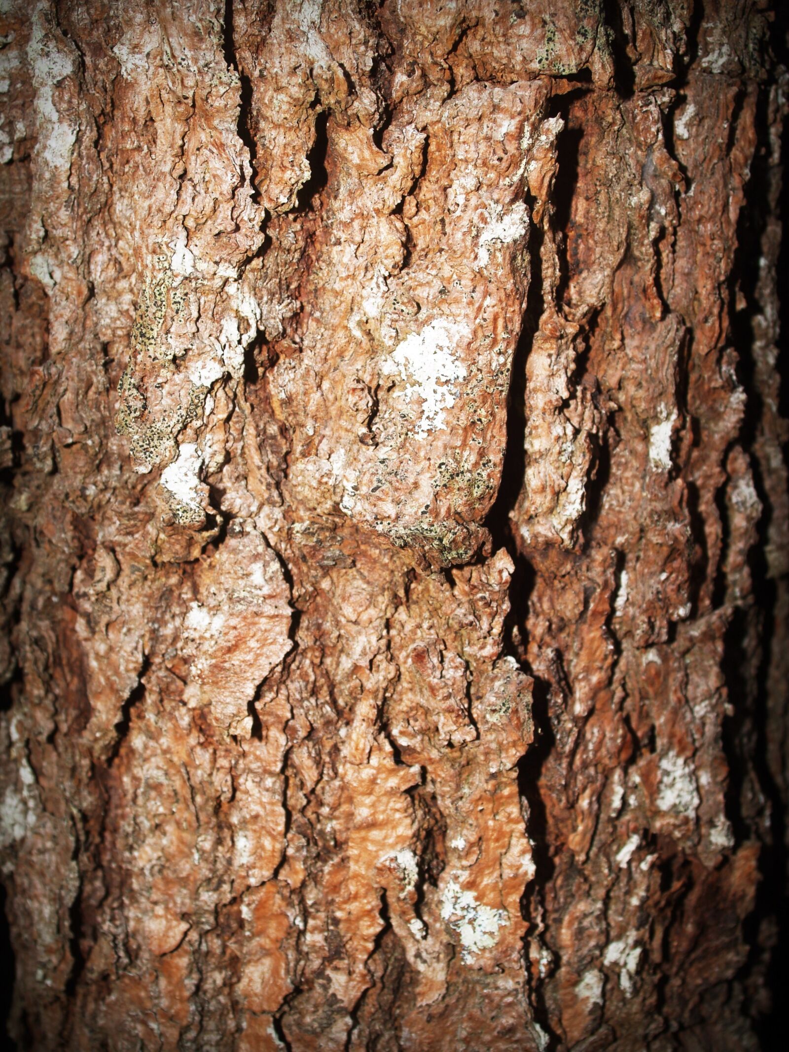 Olympus E-300 (EVOLT E-300) sample photo. Bark, tree, wood photography