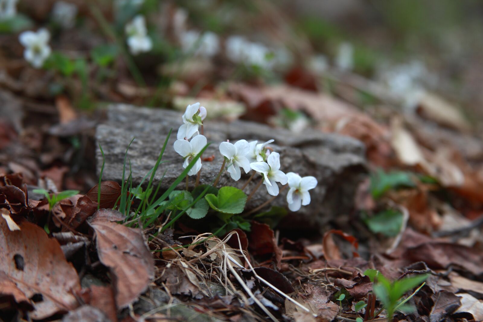 Canon EOS 5D Mark II sample photo. Nature, leaf, season photography