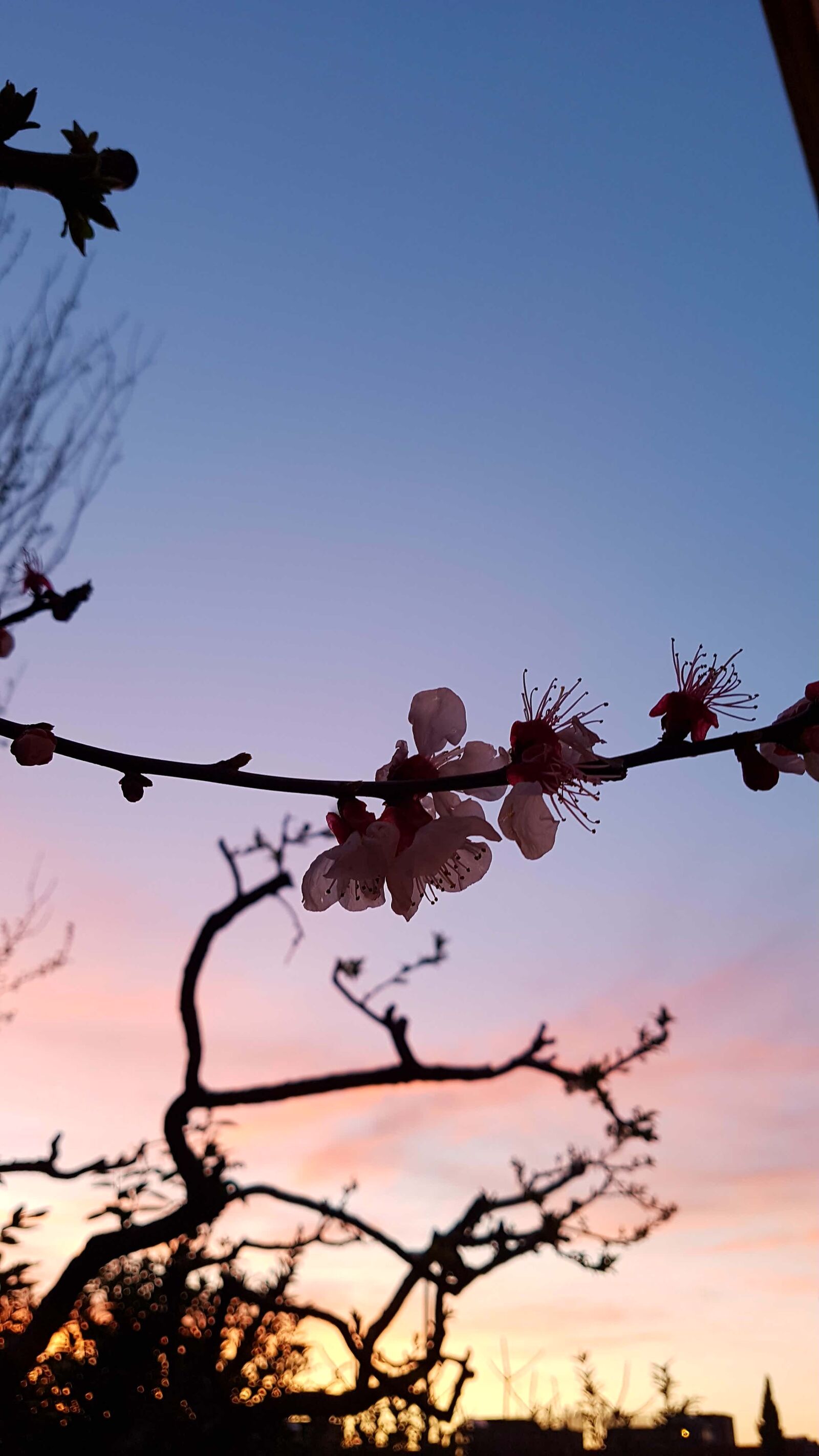 Samsung Galaxy S7 Edge sample photo. Tree, sky, branch photography