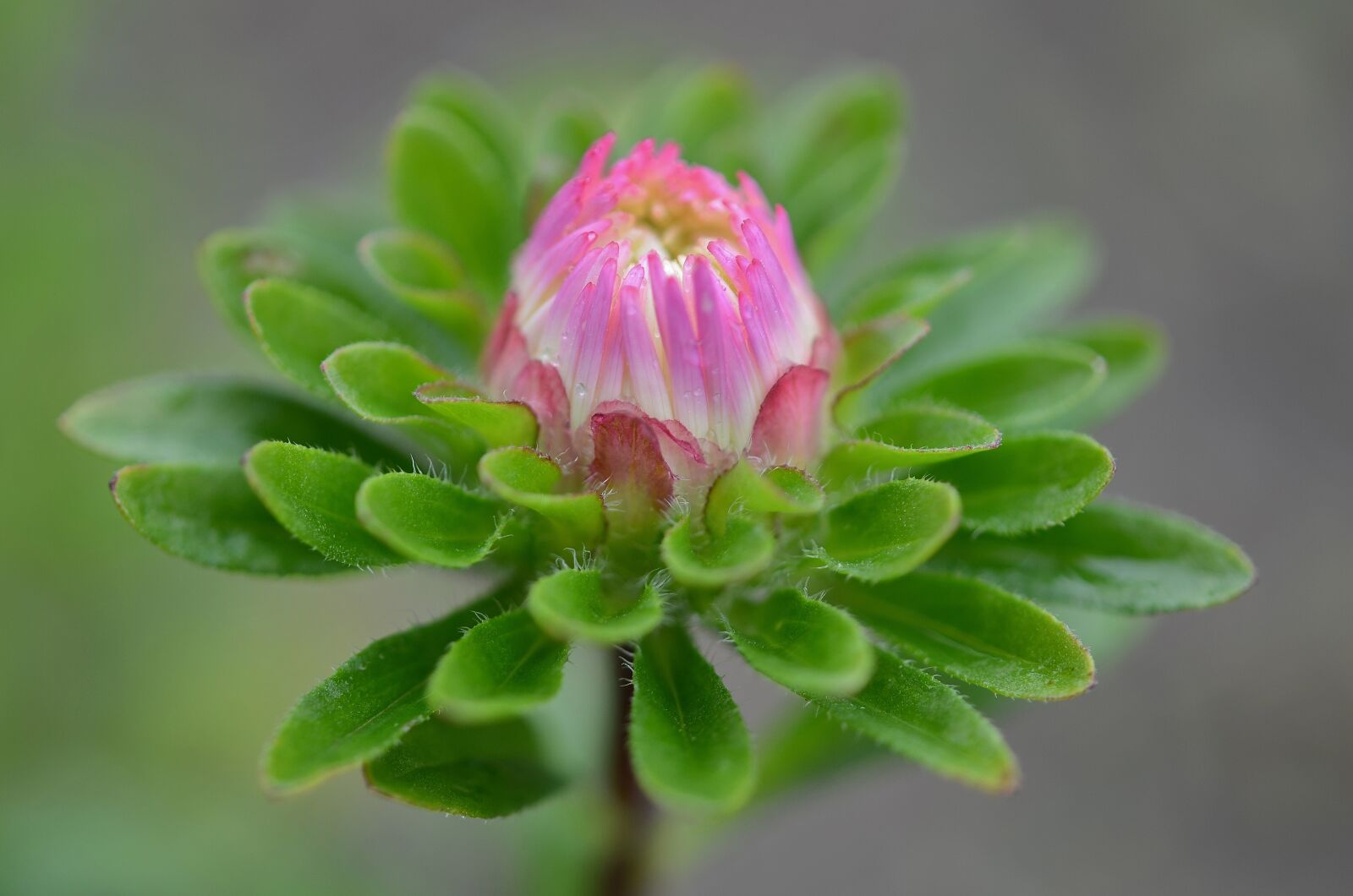 Nikon D7000 sample photo. Flower, natur, spring photography