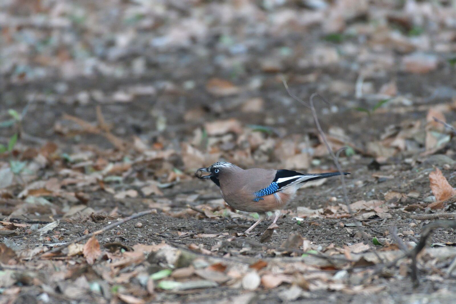 Nikon D500 sample photo. Natural, wild animals, bird photography