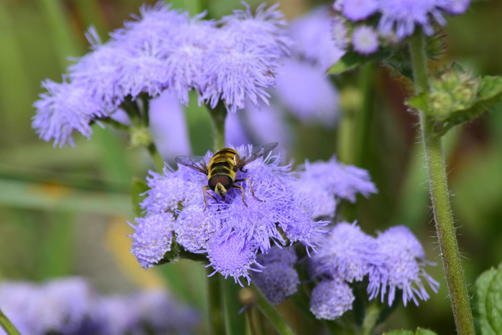 Nikon D7100 sample photo. Nature, flower, plant photography