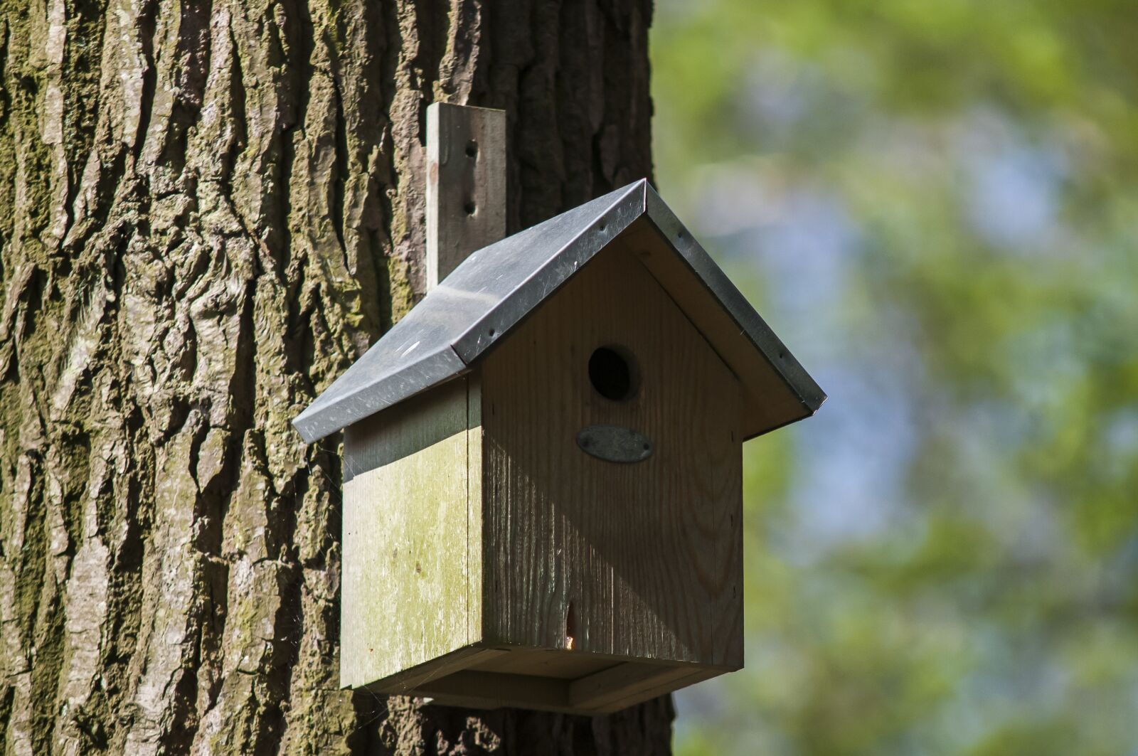 Nikon D300 sample photo. Nest box, birdhouse, forest photography