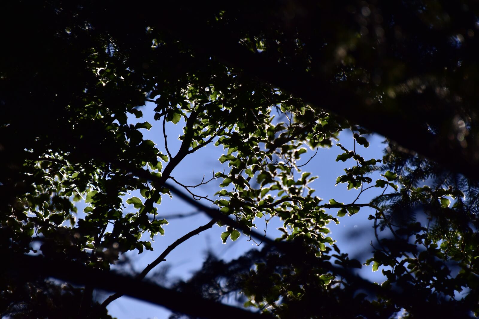 Nikon D5600 sample photo. Leaves, sun, mood photography