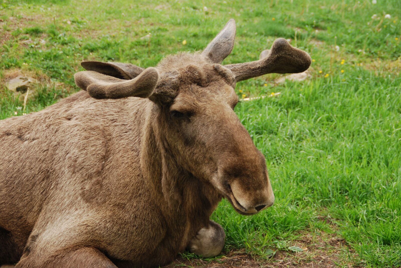 Nikon D60 sample photo. Moose, sweden antler, calyx photography