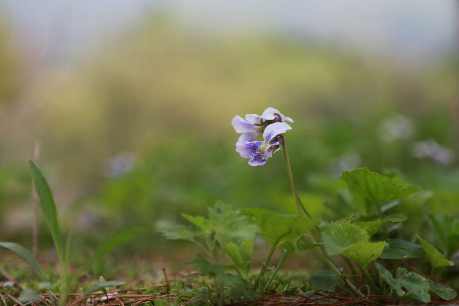 Canon EOS 6D + Canon EF 24-105mm F4L IS USM sample photo. Flowers, wildflower, plants photography