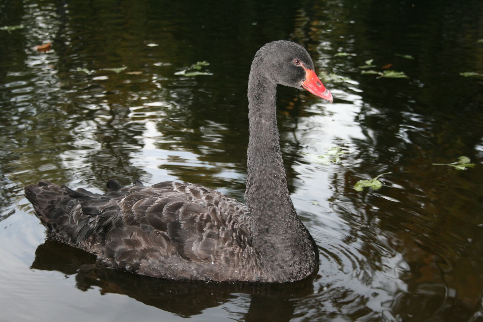 Canon EOS 400D (EOS Digital Rebel XTi / EOS Kiss Digital X) sample photo. Black, swan, nature photography
