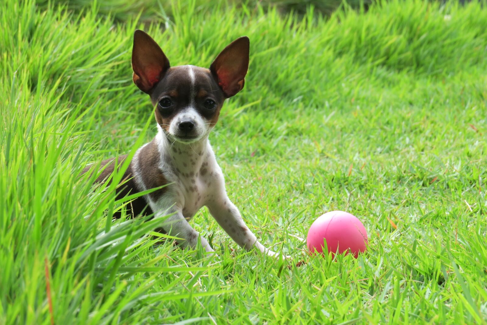 Canon PowerShot SX50 HS sample photo. Pooch, dog, ball photography
