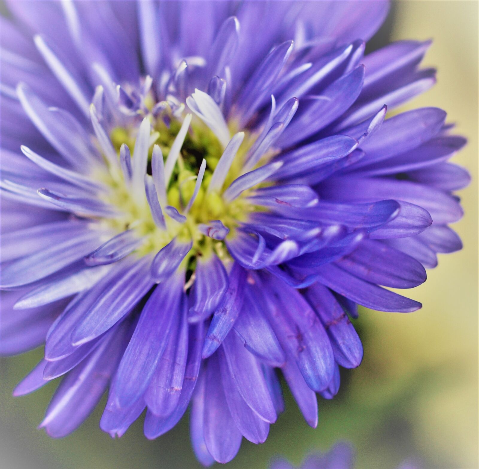 Olympus E-520 (EVOLT E-520) sample photo. Flower, nature, summer photography