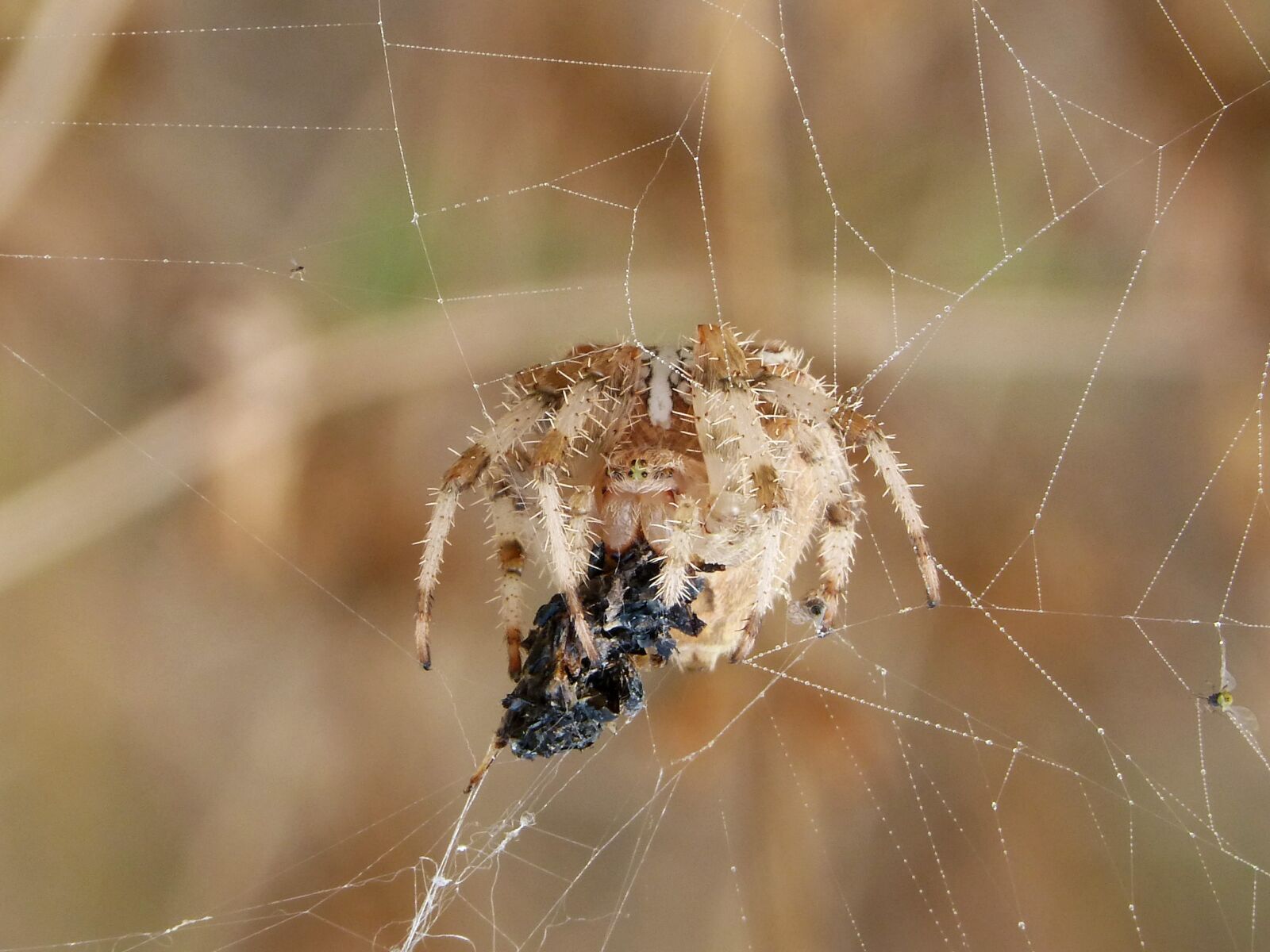 Panasonic DMC-FZ62 sample photo. Spider, web, araneus diadematus photography