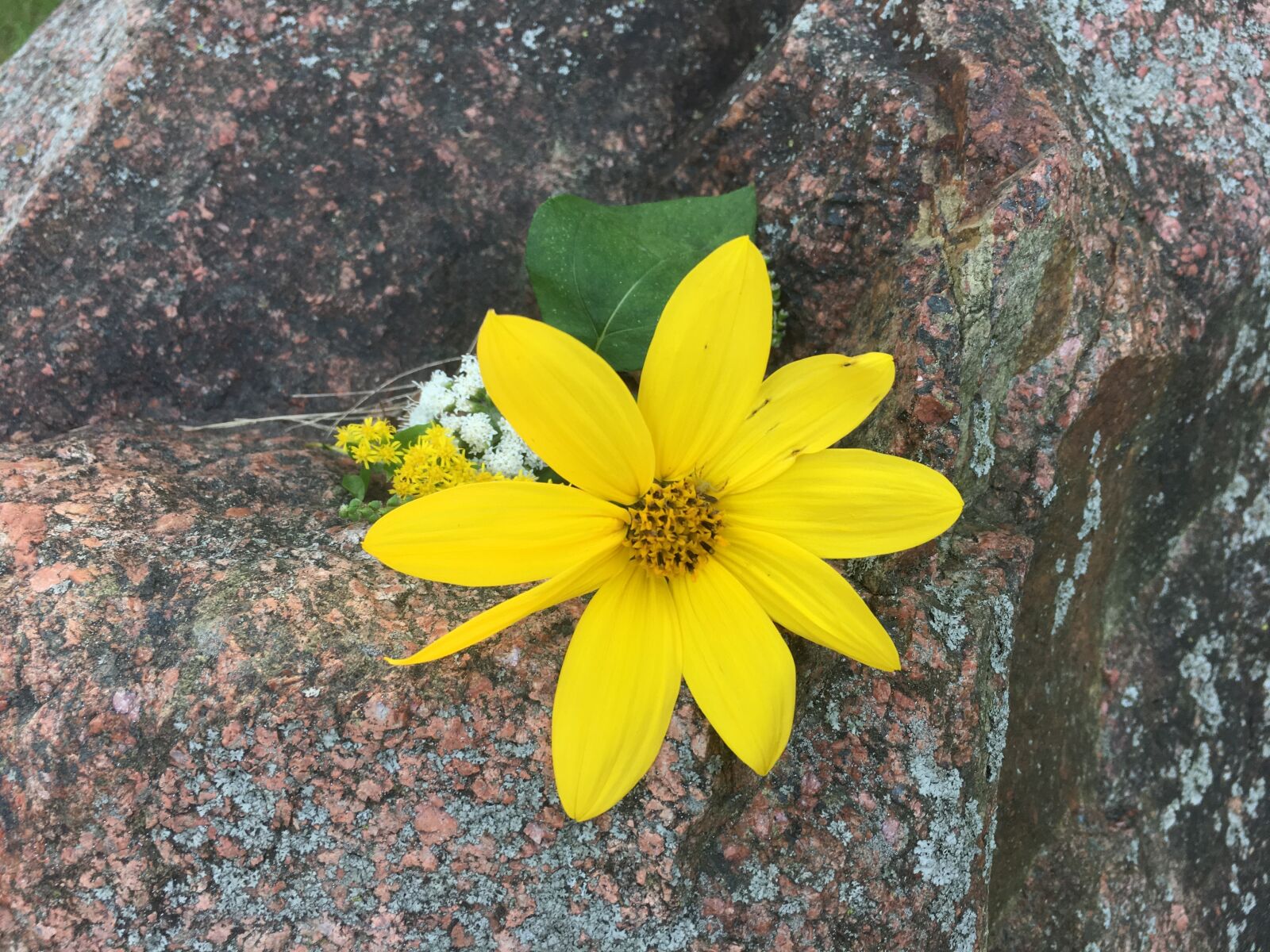 Apple iPhone 6s Plus sample photo. Flower, yellow, floral photography