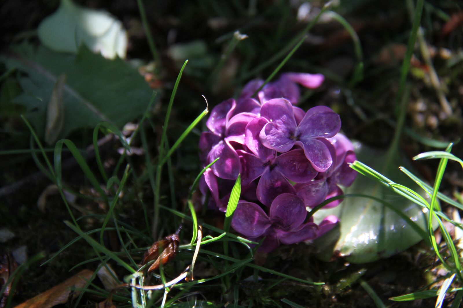 Canon EOS 7D sample photo. Rain, sun, nature photography