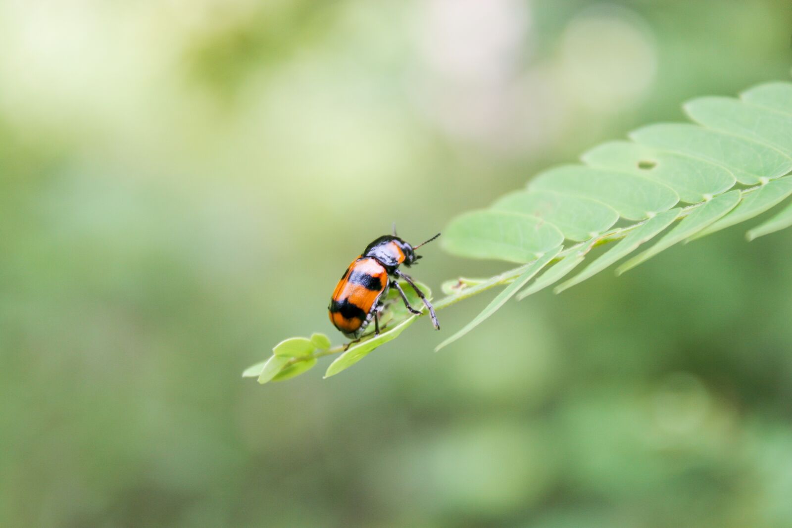 Canon EOS 20D sample photo. Bug, green, orange photography