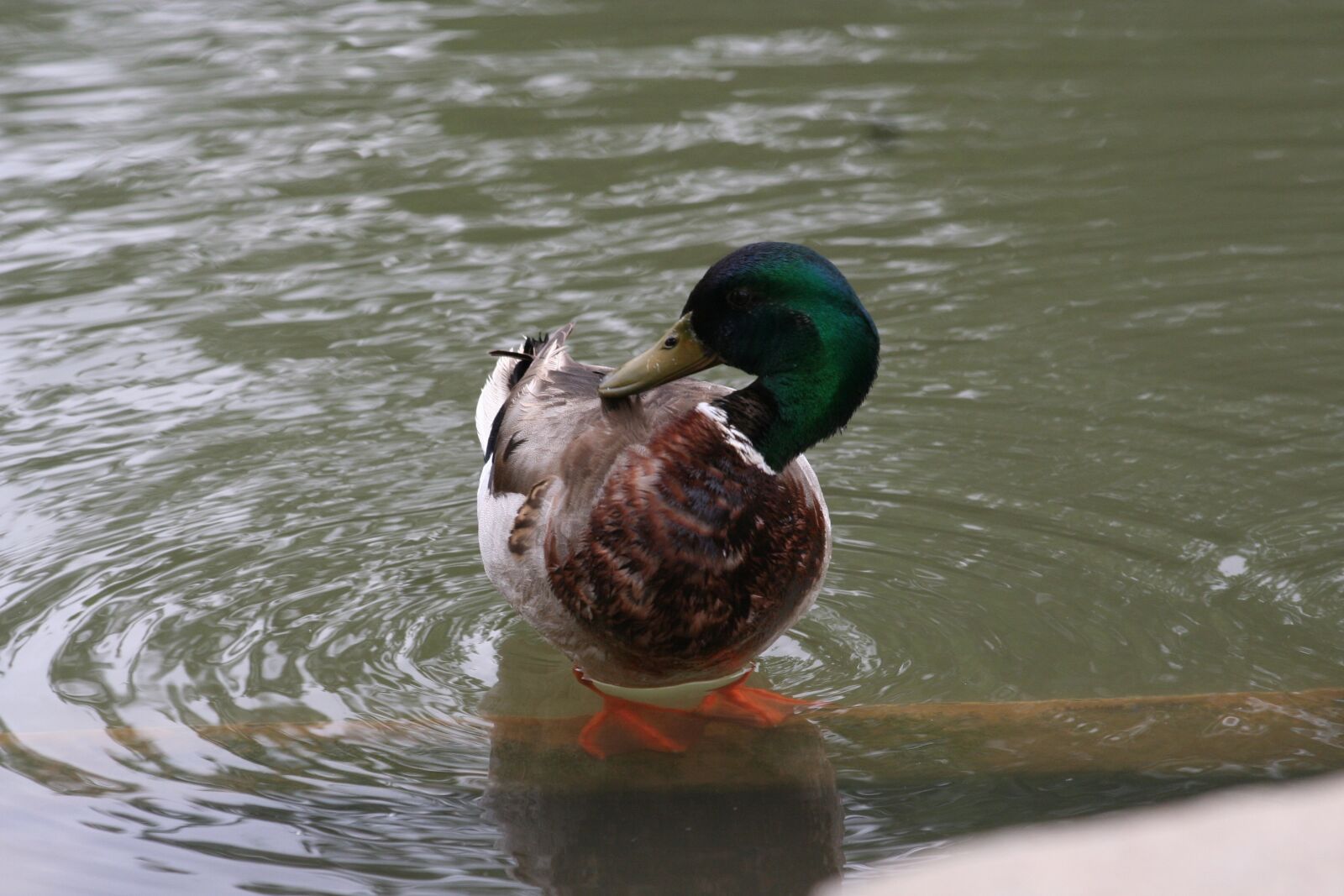 Canon EOS 350D (EOS Digital Rebel XT / EOS Kiss Digital N) sample photo. Duck, bird, water photography