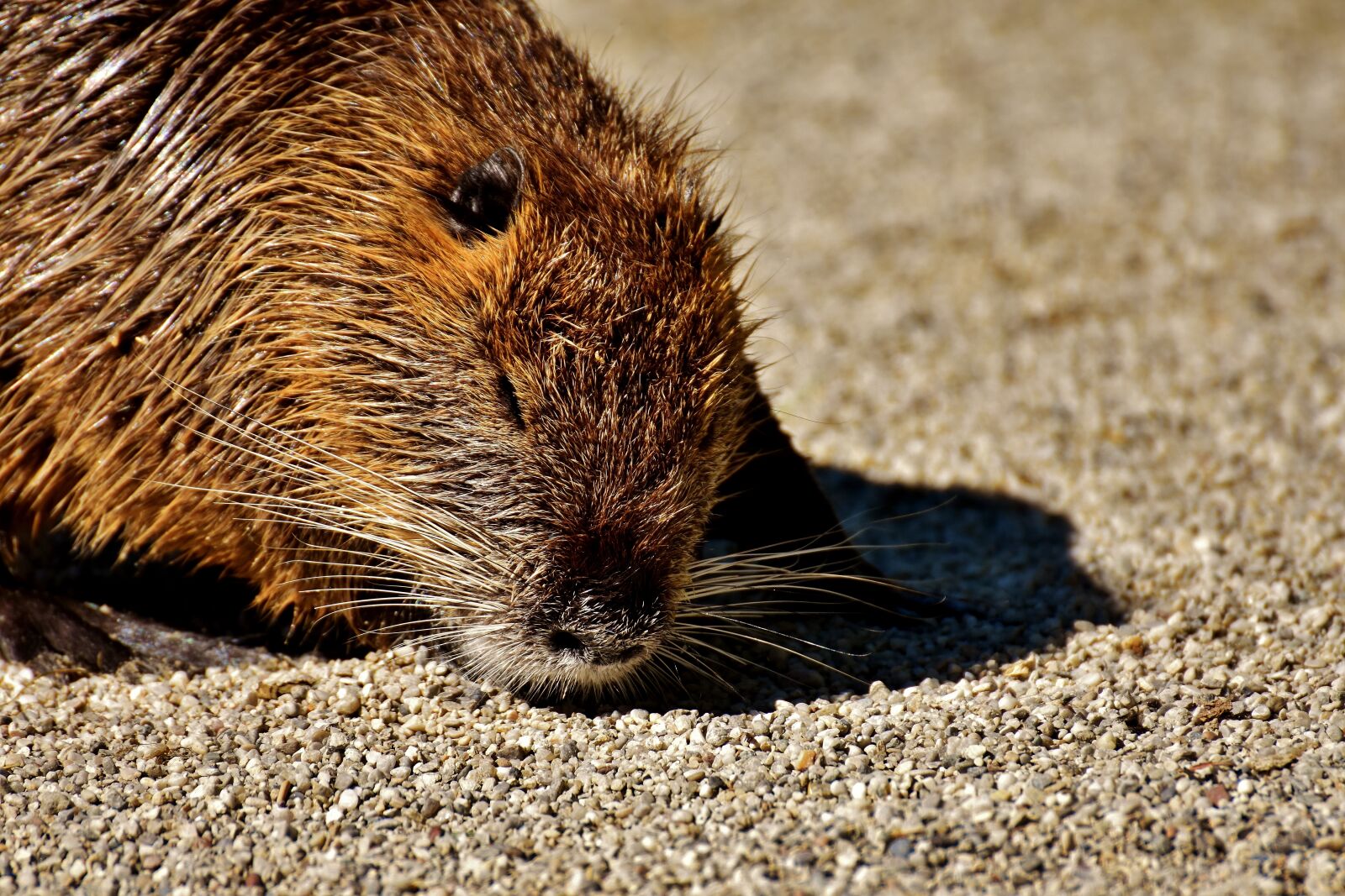 Nikon D7200 sample photo. Nutria, water rat, water photography