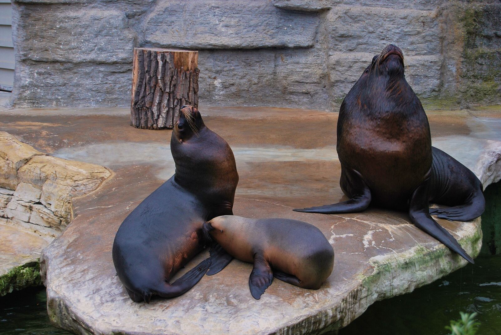 Nikon D60 sample photo. Sea ​​lion, travel, mammals photography