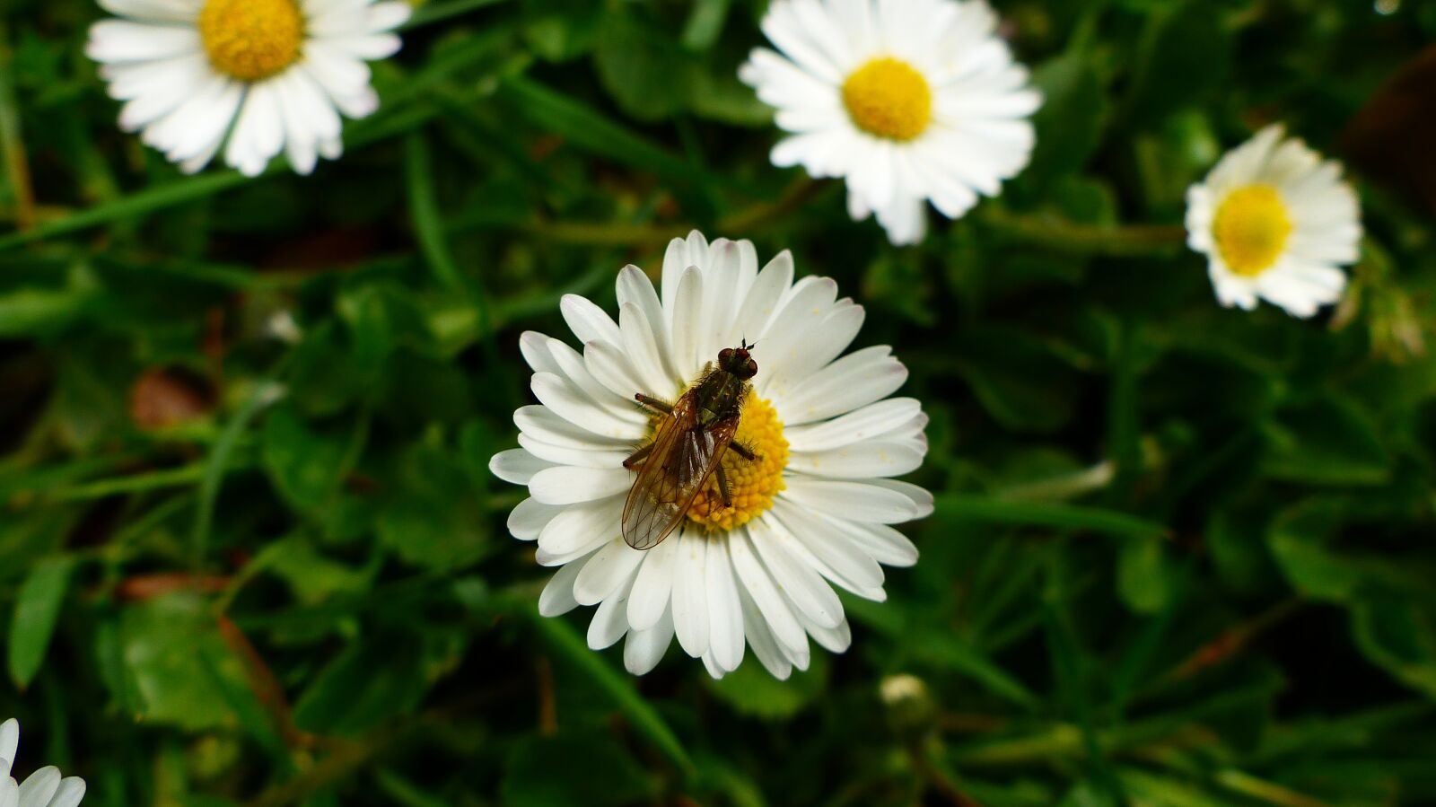 Panasonic Lumix DMC-FZ200 sample photo. Nature, plant, flower photography