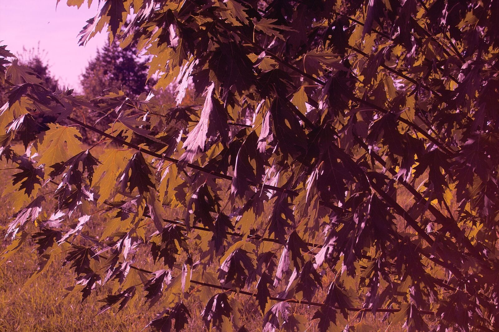 Sigma SD9 sample photo. Background, fall foliage, autumn photography