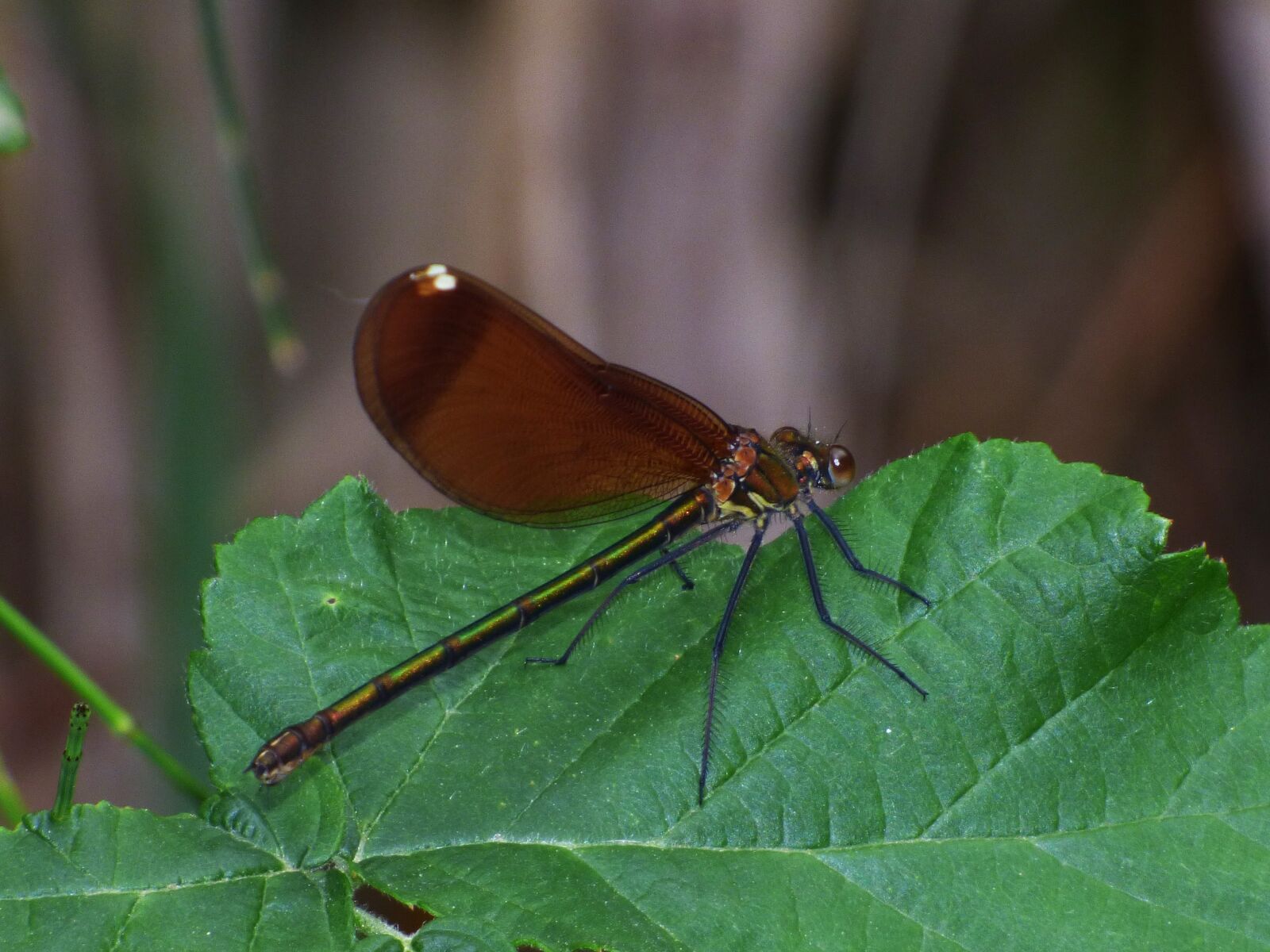 Panasonic Lumix DMC-FZ70 sample photo. Calopteryx virgo, dragonfly, caballitodel photography
