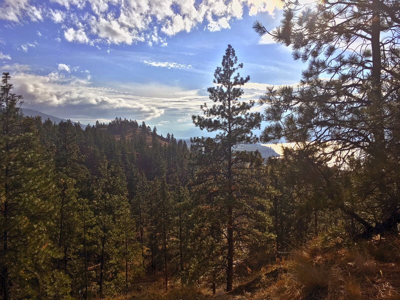 iPhone SE back camera 4.15mm f/2.2 sample photo. Landscape, forest, trees photography